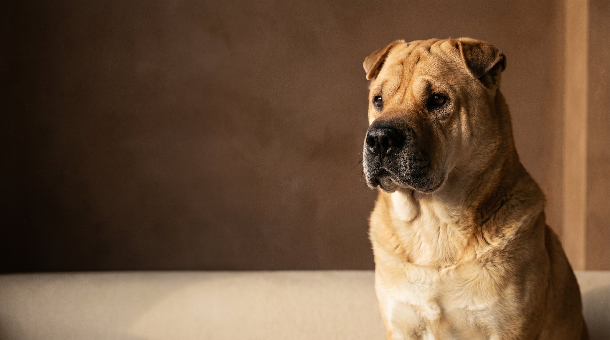 Hudson, a golden Ori-Pei, in warm directional light.